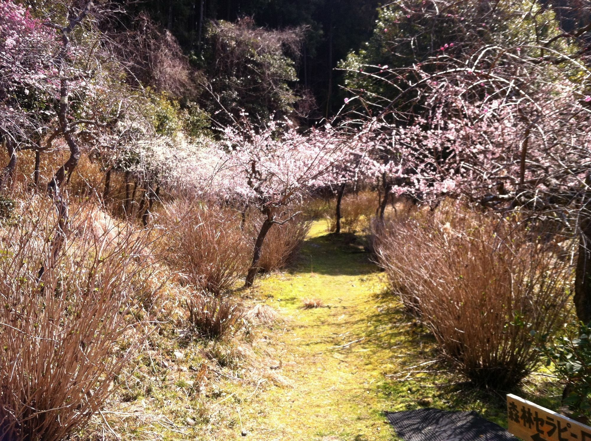 Hinotani Onsen Misugi Resort Tsu Zewnętrze zdjęcie