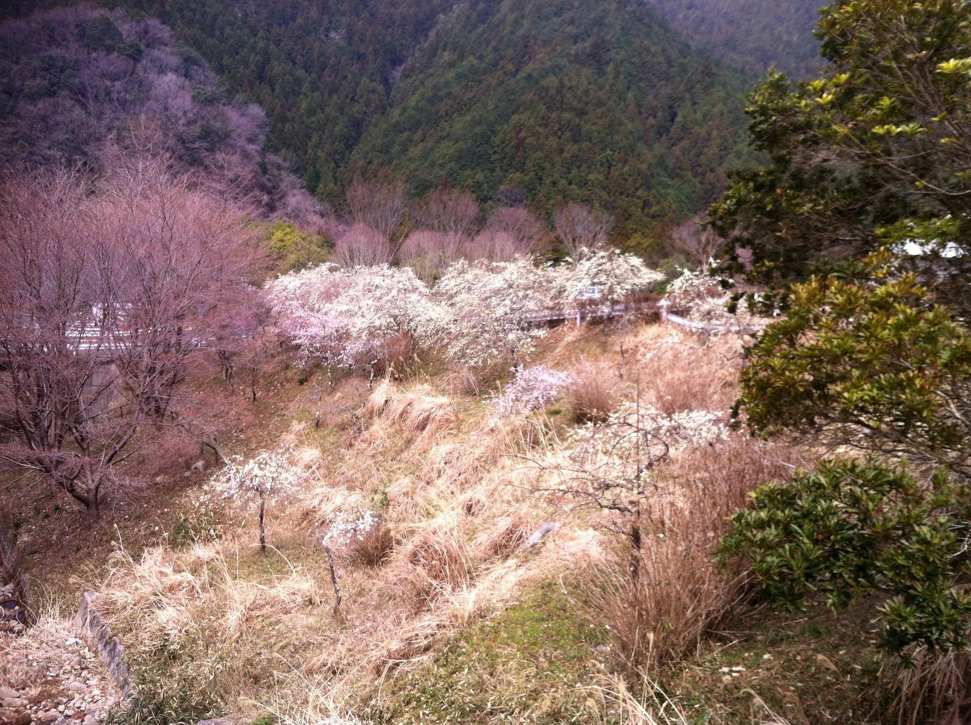 Hinotani Onsen Misugi Resort Tsu Zewnętrze zdjęcie